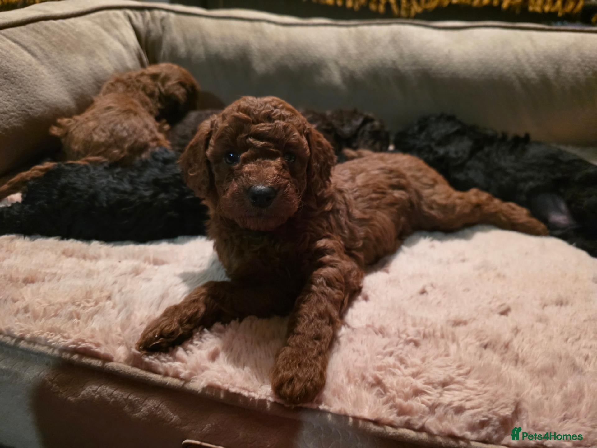 Cockapoo dogs Beautiful Teddy Face Curly Cockapoo Puppies - Advert 1