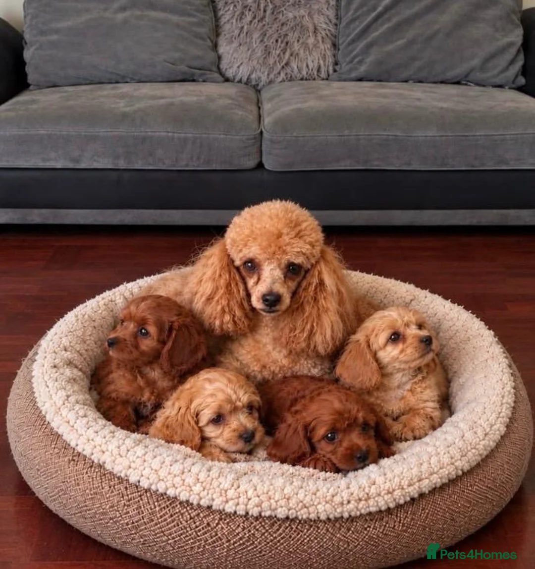 Cavapoo dogs for sale: 🐾 Cavapoo Puppies – Ready Now! 🐾 in Surbiton - Advert 12