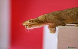 Scottish Fold cats for sale: Scottish Straight Golden Shaded Rare Affectionate - Image 24