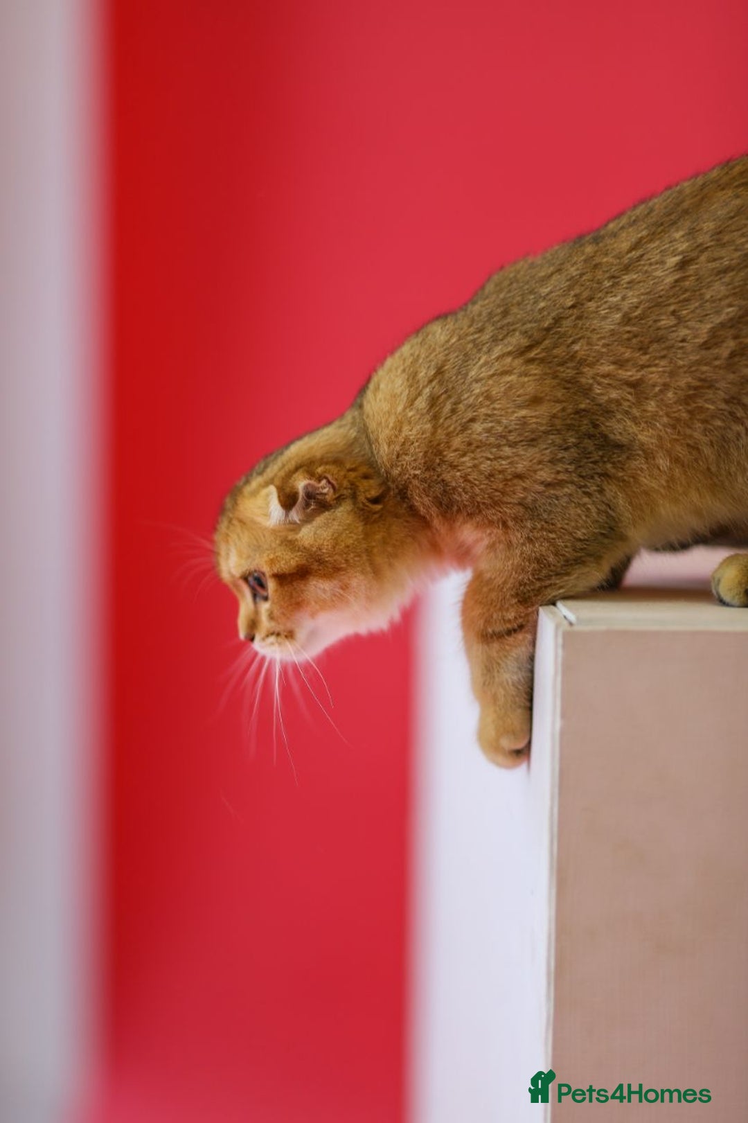 Scottish Fold cats for sale: Scottish Straight Golden Shaded Rare Affectionate - Image 24