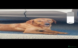 Labradoodle dogs for sale: Labradoodle  - Image 11