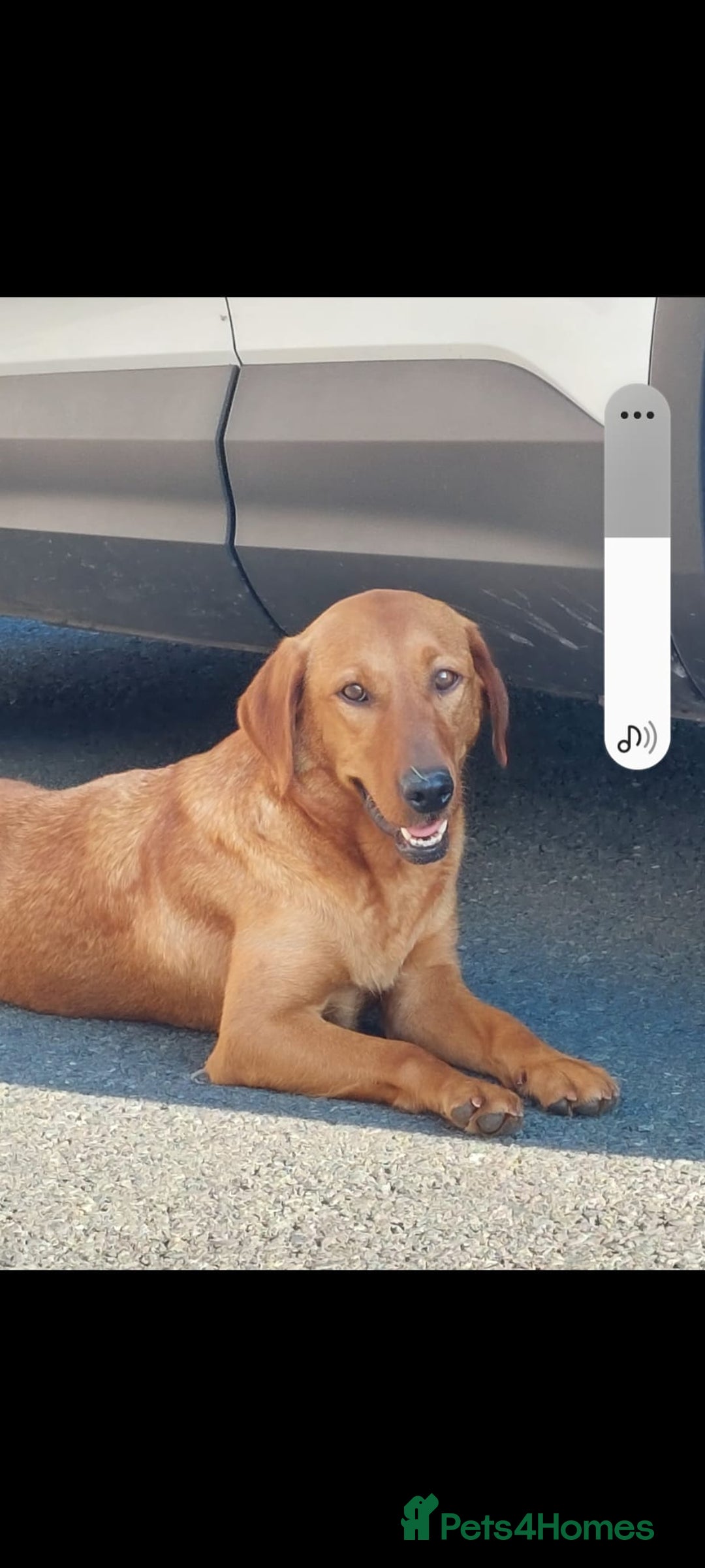 Labradoodle dogs for sale: Labradoodle  - Image 11