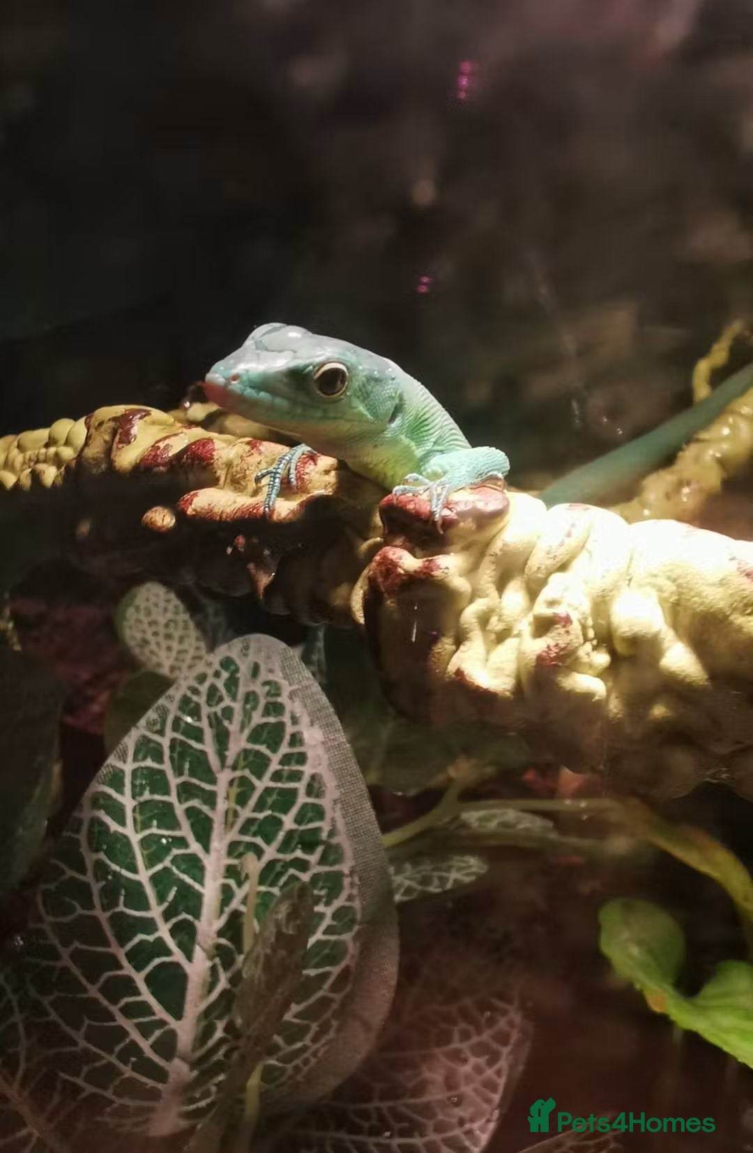 Lizard reptiles 2 Green Keel Bellied Lizards  - Advert 6