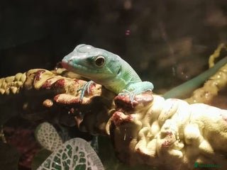 Lizard reptiles 2 Green Keel Bellied Lizards - Advert 3