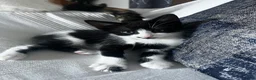 Mixed Breed cats for sale: Beautiful 3 month old tuxedo - Advert 13