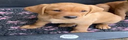 Labrador Retriever dogs for sale: Bitch - Advert 3