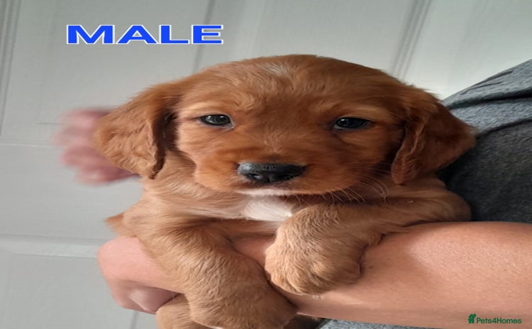 Cocker Spaniel dogs - Advert 4