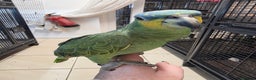 Parrots birds for sale: Various parrots available check description  - Advert 3