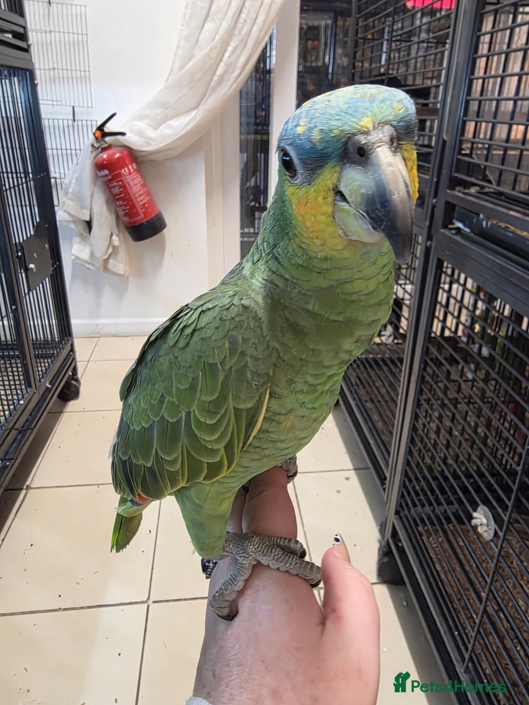 Parrots birds for sale: Various parrots available check description  - Advert 3