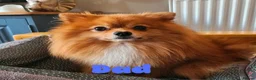 Mixed Breed dogs for sale: Gorgeous Pom Cross Babies  - Advert 7