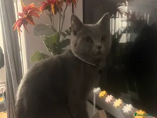 British Shorthair cats Male British Shorthair 🐱 - Advert 1