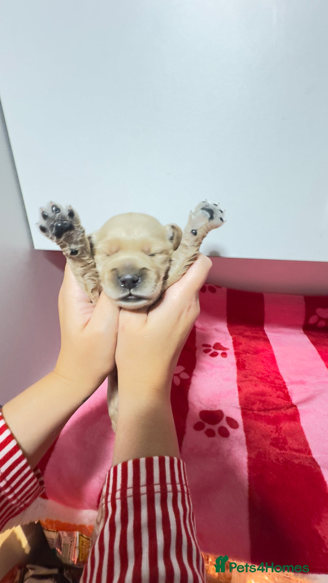 Goldendoodle dogs for sale: Golden doodle puppy’s for sale  - Advert 18