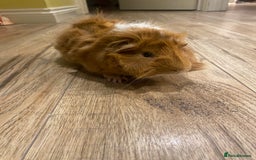 Guinea Pig rodents for sale: Two beautiful boys for sale - Image 2