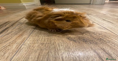 Guinea Pig rodents - Advert 16