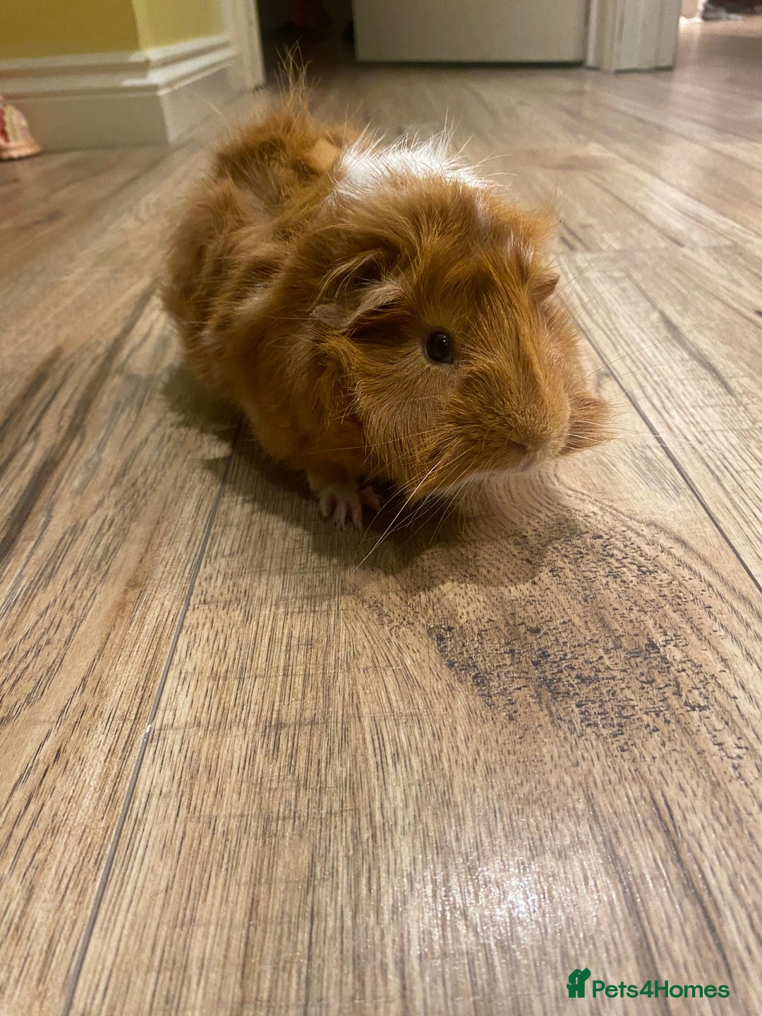 Guinea Pig rodents for sale: Two beautiful boys for sale - Image 2