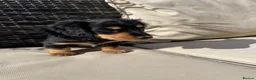 Miniature Dachshund dogs for sale: Miniature long haired dachshunds  - Advert 13