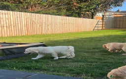 Golden Retriever dogs for sale: Teddy Bear Goldies - Image 5