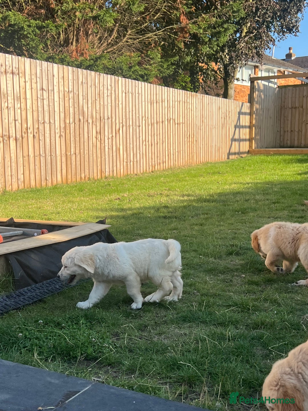 Golden Retriever dogs for sale: Teddy Bear Goldies - Image 5