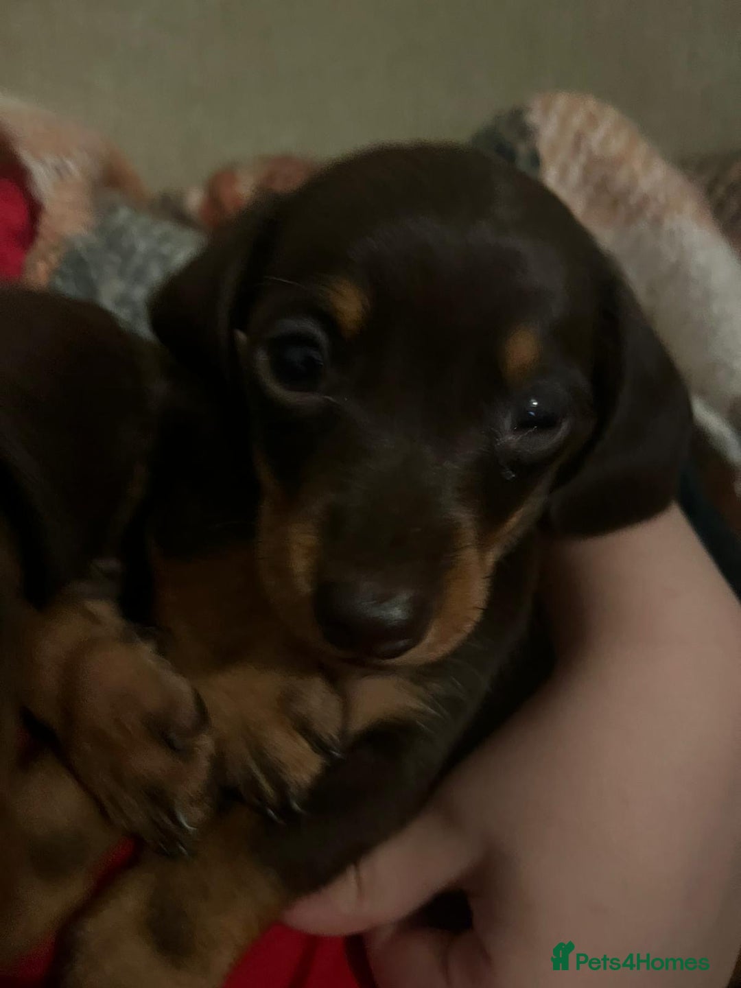 Dachshund dogs for sale: 4 gorgeous puppies for sale - Image 11