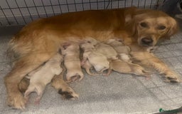 Golden Retriever dogs for sale: Gorgeous K/C Golden Retriever Puppies - Image 13
