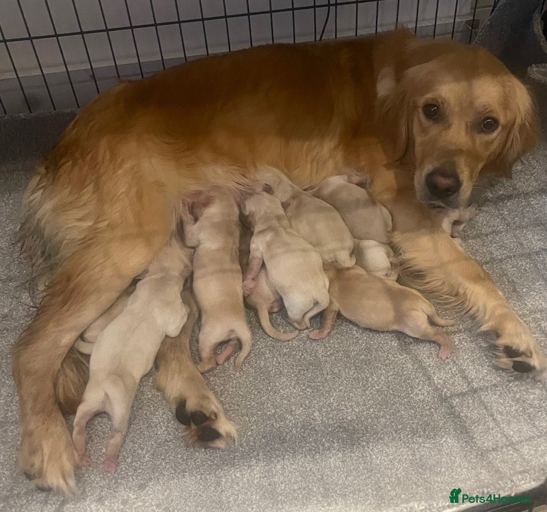 Golden Retriever dogs for sale: Gorgeous K/C Golden Retriever Puppies - Image 13