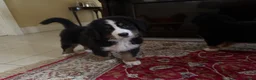 Bernese Mountain Dog dogs for sale: Beautiful Bernese Mountain Dog puppies in Omagh - Advert 3