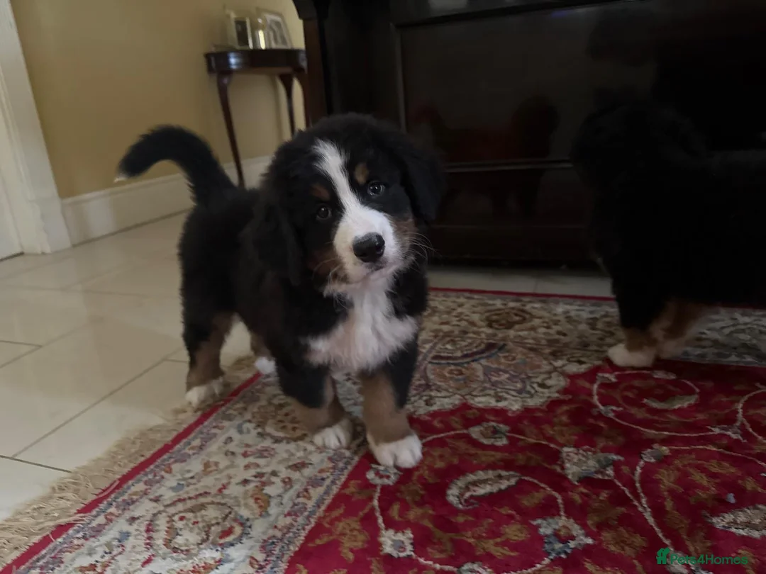 Bernese Mountain Dog dogs for sale: Beautiful Bernese Mountain Dog puppies in Omagh - Advert 3