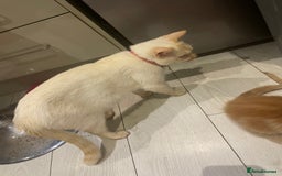 Mixed Breed cats for sale: Ready to go 29th oct  - Image 5