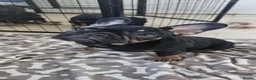 French Bulldog dogs for sale: French bulldog for sale  - Advert 2