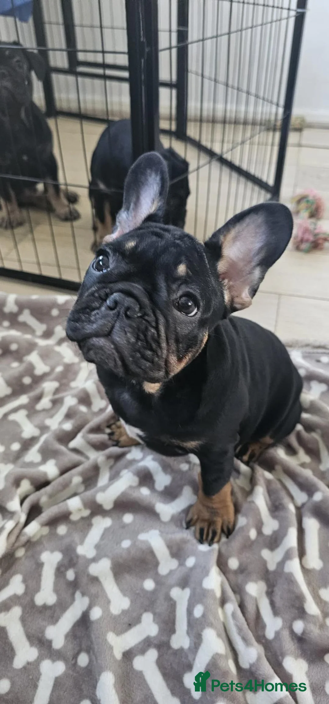 French Bulldog dogs for sale: French bulldog for sale  - Advert 2