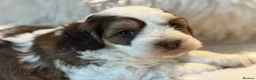 Cockapoo dogs for sale: Stunningly Marked F1 Cockapoo Girl  - Advert 6