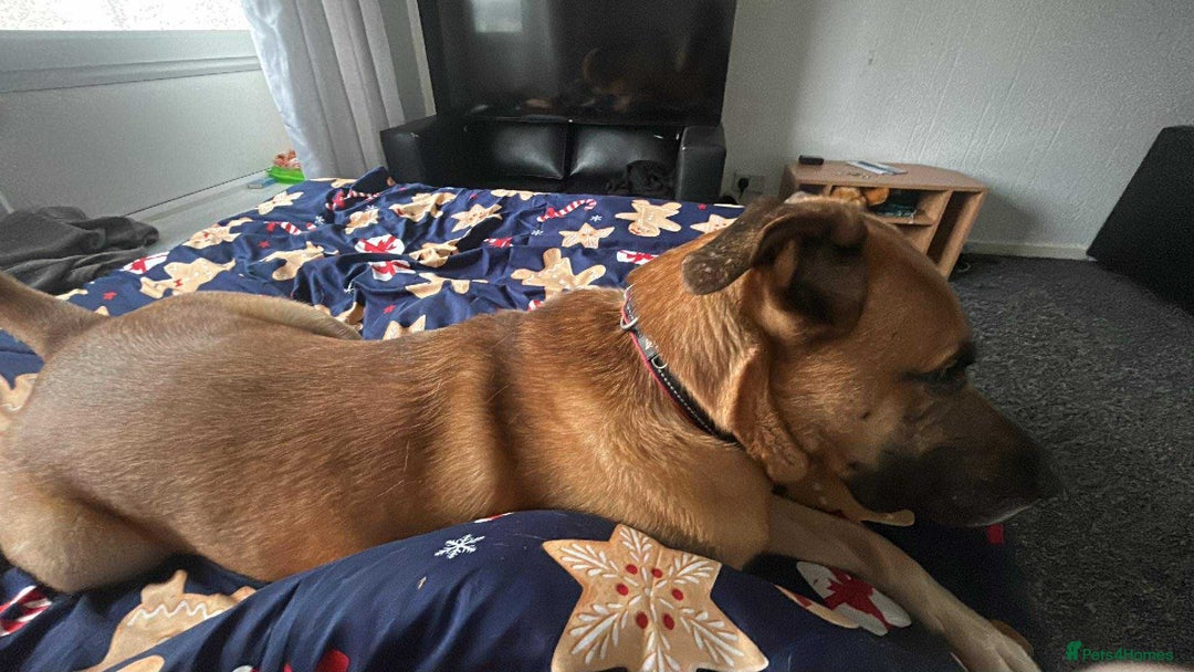 Mixed Breed dogs for sale: Presa canario mix husky - Advert 2