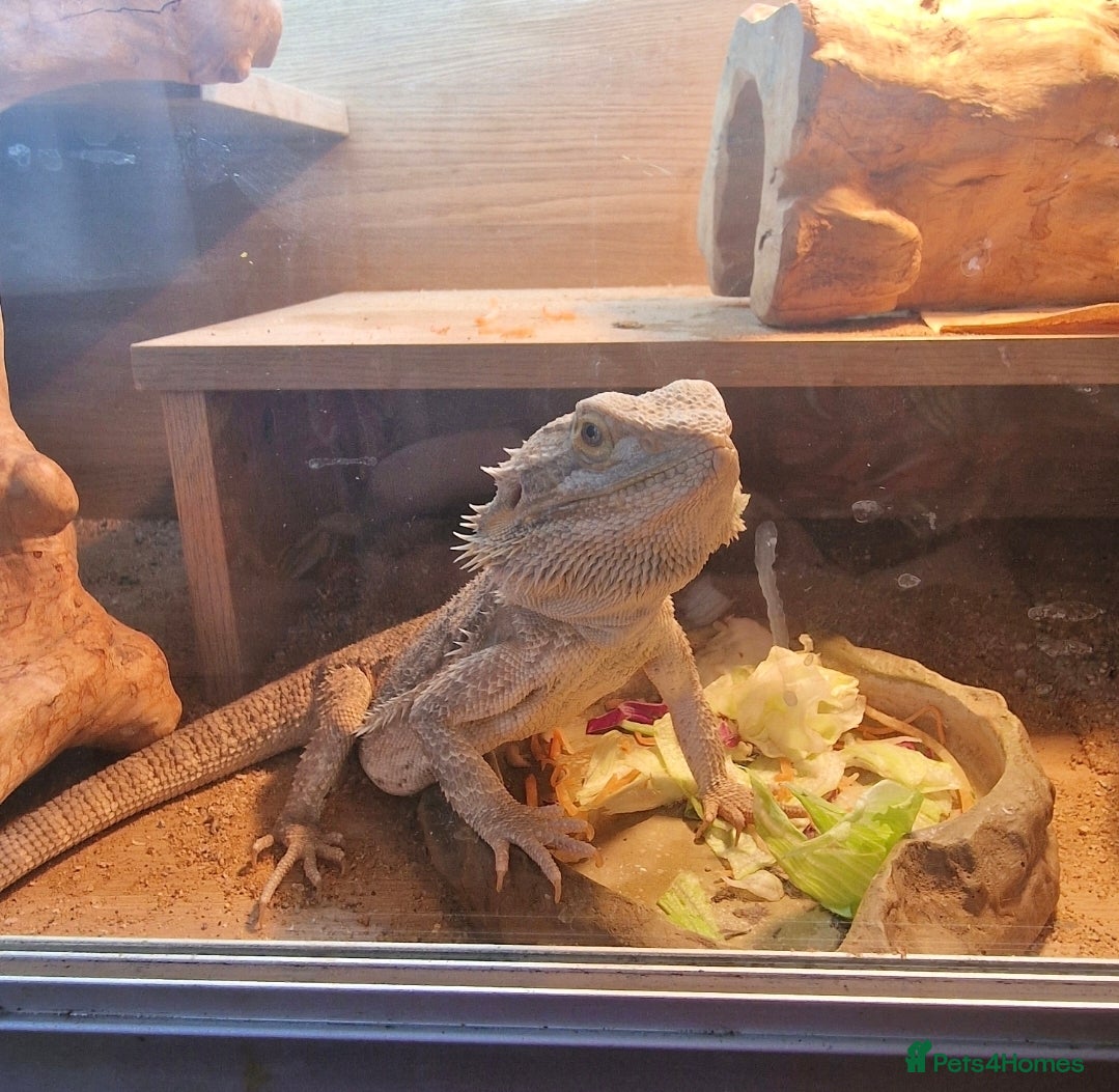 Bearded Dragon reptiles 5 year old lovely female Bearded Dragon + housing - Advert 1