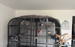Parrots birds for sale: Male and female African grey parrots  - Image 1