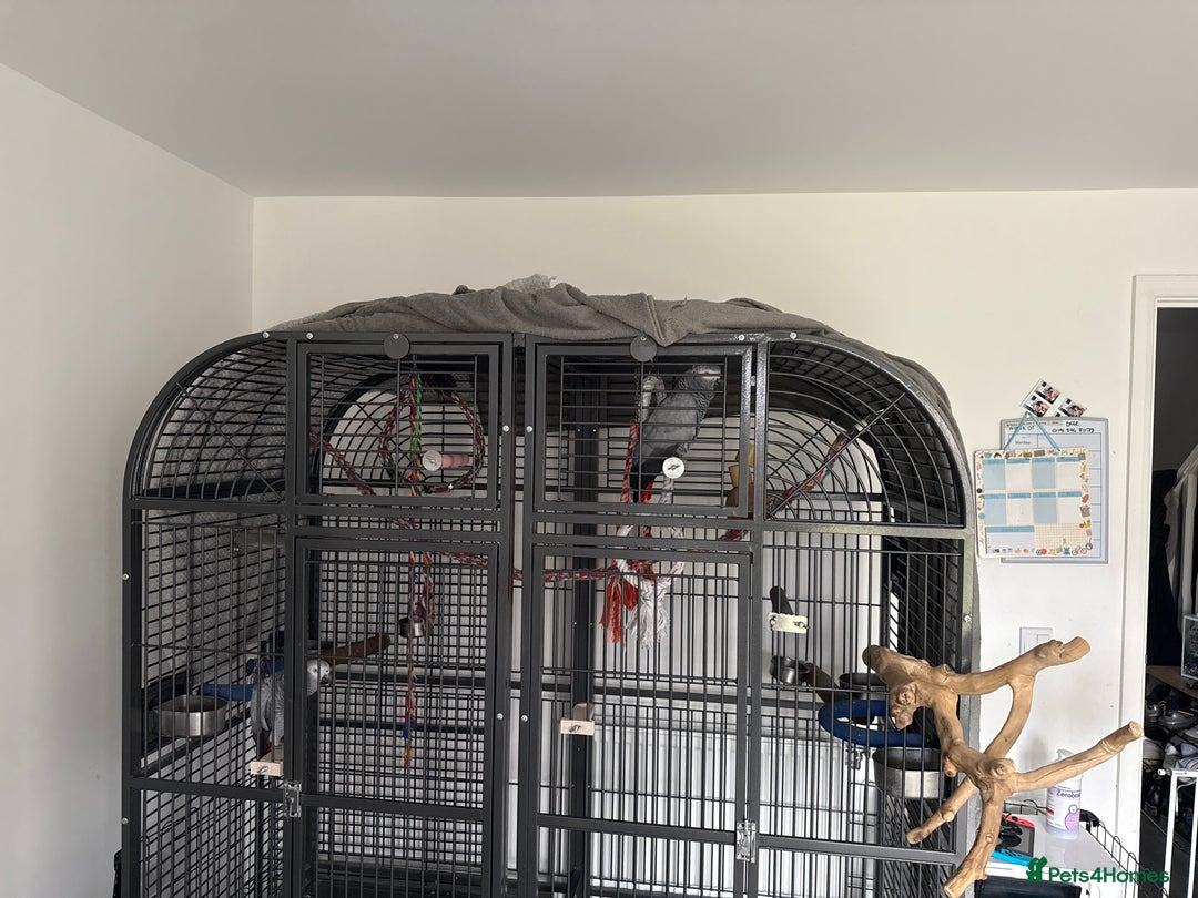 Parrots birds for sale: Male and female African grey parrots  - Image 1
