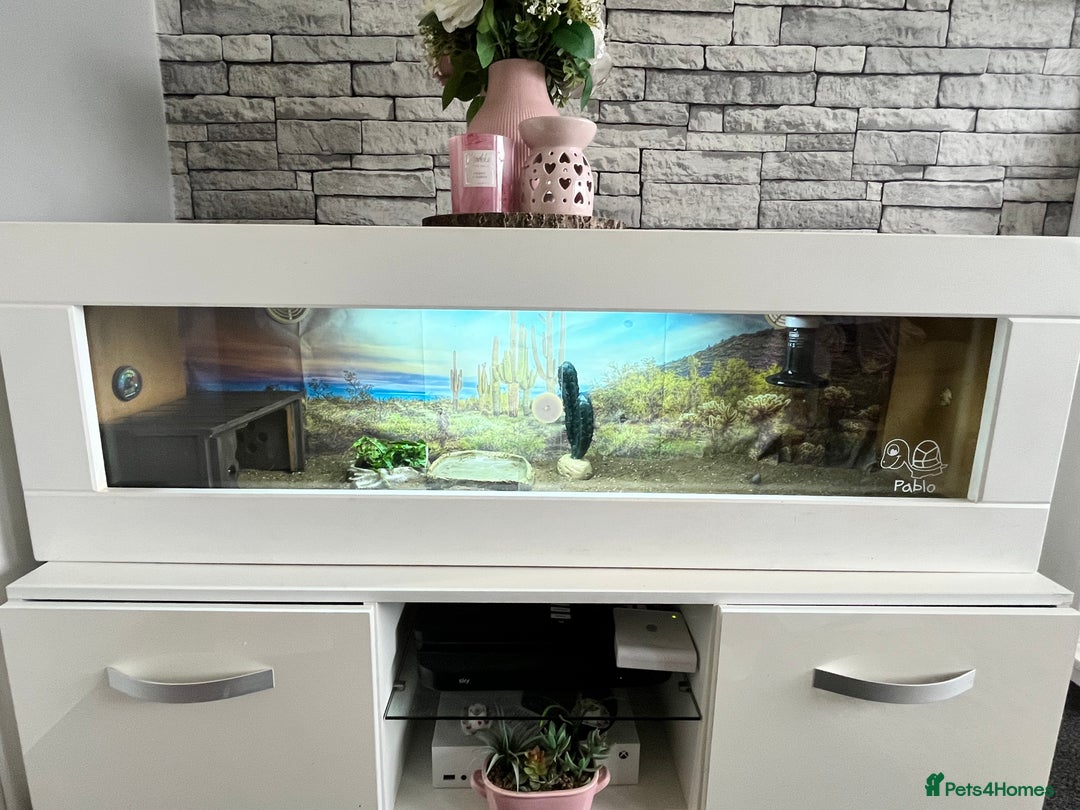 Tortoise reptiles for sale: Horsfield Tortoise  - Image 3