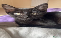 British Shorthair cats for sale: 4 month old black cat  - Image 3