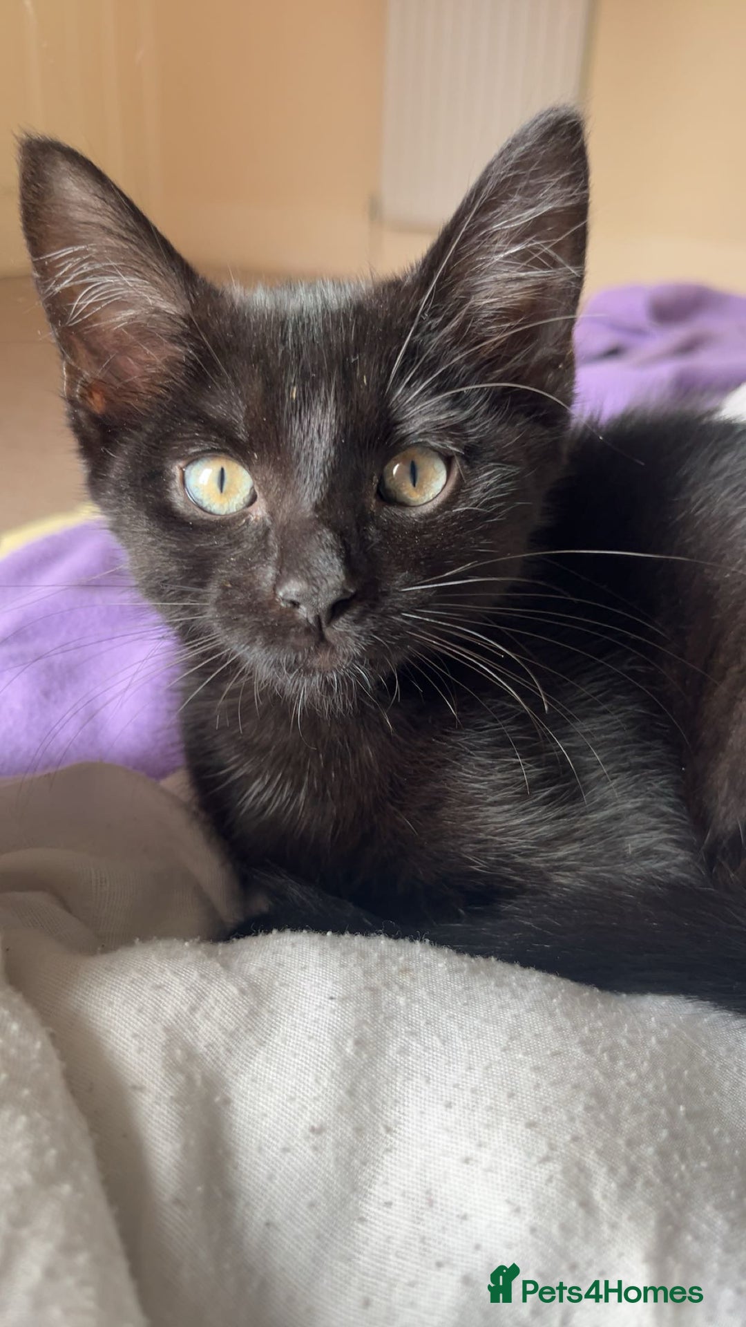 British Shorthair cats for sale: 4 month old black cat  - Image 3