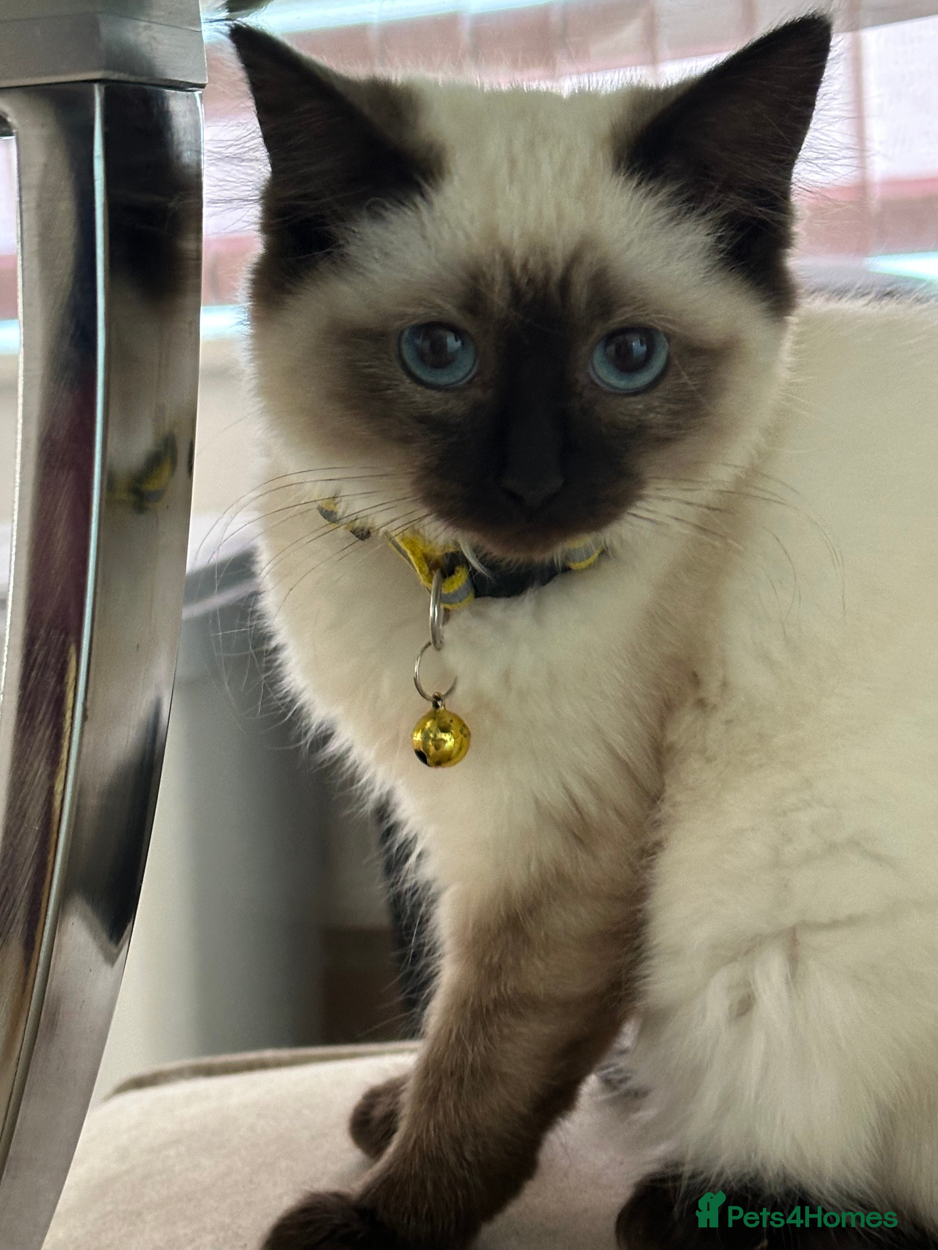 Ragdoll cats Sealpoint Ragdoll Kittens ONLY 2 LEFT - Advert 2