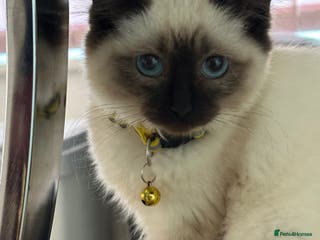 Ragdoll cats LAST FEMALE CHOCOLATE SEAL-POINT RAGDOLL - Advert 16