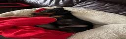 Miniature Dachshund dogs for sale: 4 year old Mini Dachshund for sale in Saint Austell - Advert 2