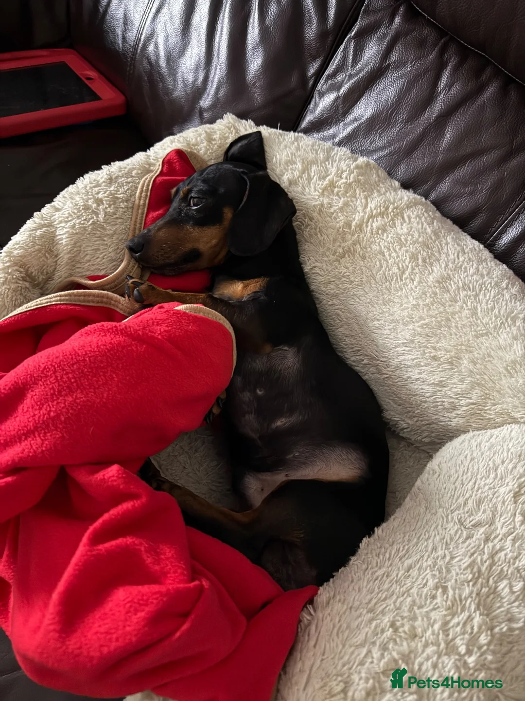 Miniature Dachshund dogs for sale: 4 year old Mini Dachshund for sale in Saint Austell - Advert 2