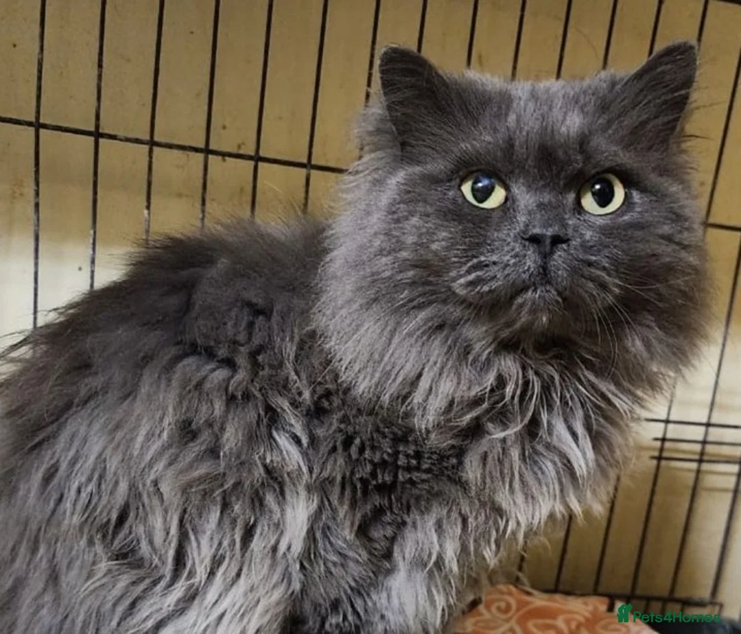 Mixed Breed cats for adoption: Adorable Esmy is a boy after your heart - Advert 1