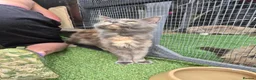 Maine Coon cats for sale: Mainecoon girl in Clacton-on-Sea - Advert 2