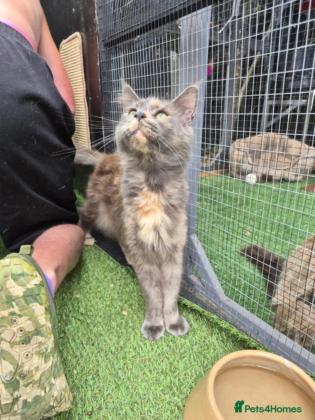 Maine Coon cats for sale: Mainecoon girl in Clacton-on-Sea - Advert 2