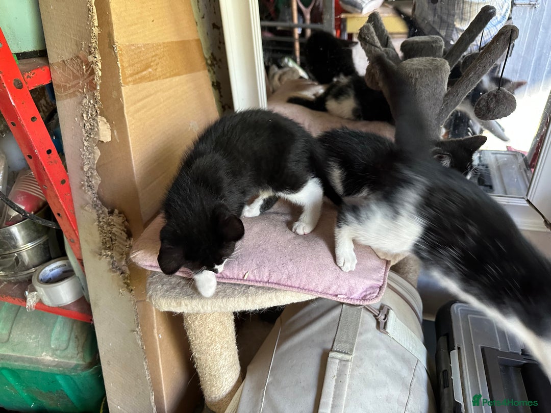 Mixed Breed cats for sale: Three kittens  - Image 13
