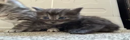 Bengal cats for sale: Bengal x Maine coone kittens - Advert 7