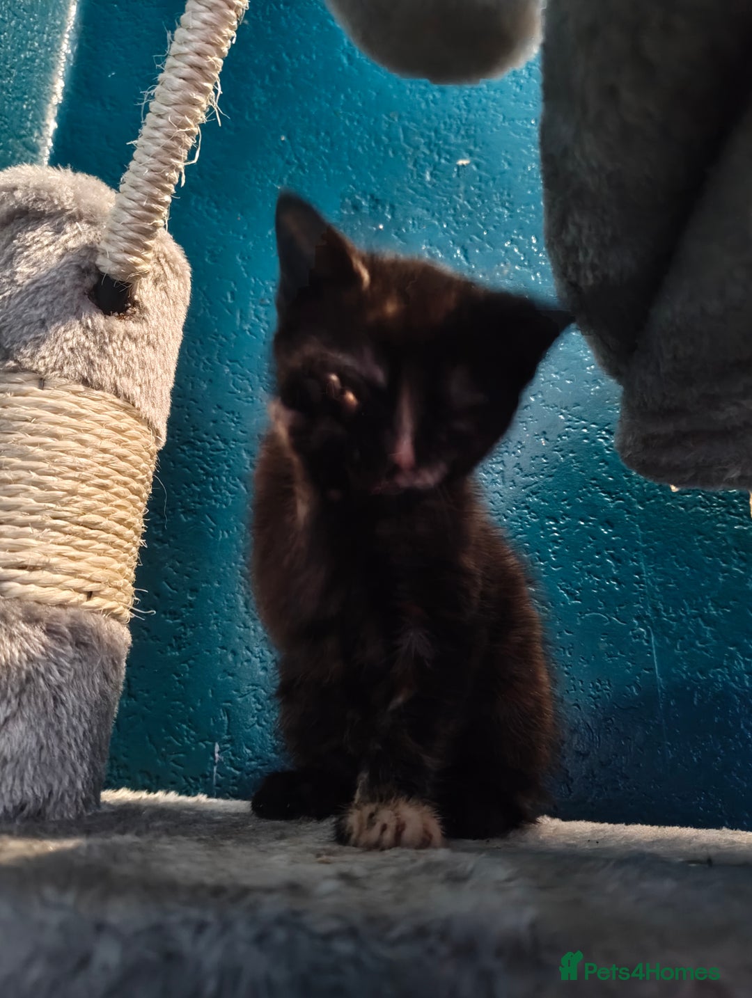 Mixed Breed cats for sale:  3 tortoise shell kittens - Image 4