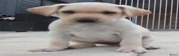 Labrador Retriever dogs for sale: Labrador pups  - Advert 8