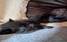 Mixed Breed cats for sale: Kittens for sale - Image 18